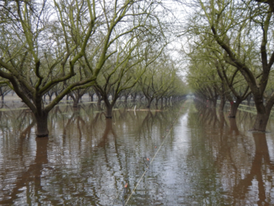Recharging Groundwater With Flood waters In Almonds