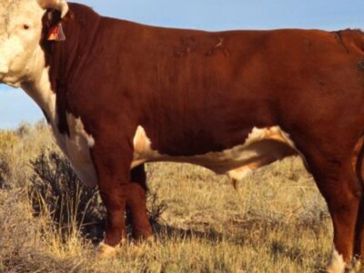 American Hereford Association Says Future is Red and White