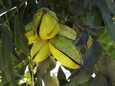 Pecan Genetics for Research Are Critical for Industry
