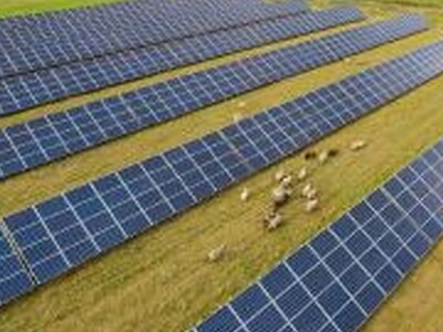 Sheep Producers Can Benefit From Solar Grazing