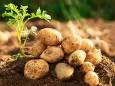 U.S. Potatoes Provide Economic Benefits