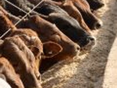 Feedlot Numbers At Historic Levels