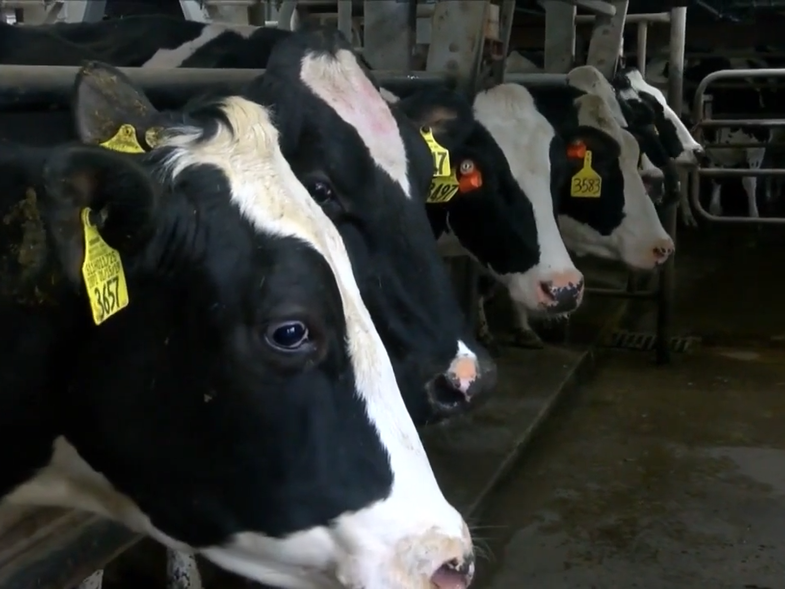 USDA to Test Ground Beef in States with Outbreaks of Bird Flu in Dairy Cows