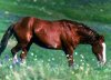 Perfect Pastures Are Possible