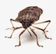 Pest Patrol