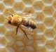 Banking-On-Bees