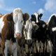 Beef’s Diminishing Carbon Footprint