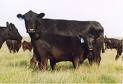 Agri-Beef Promotes NW Beef through Double R Genetics