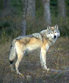 5-17-SS-Hunting-Wolves
