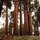 Reforesting The Planet