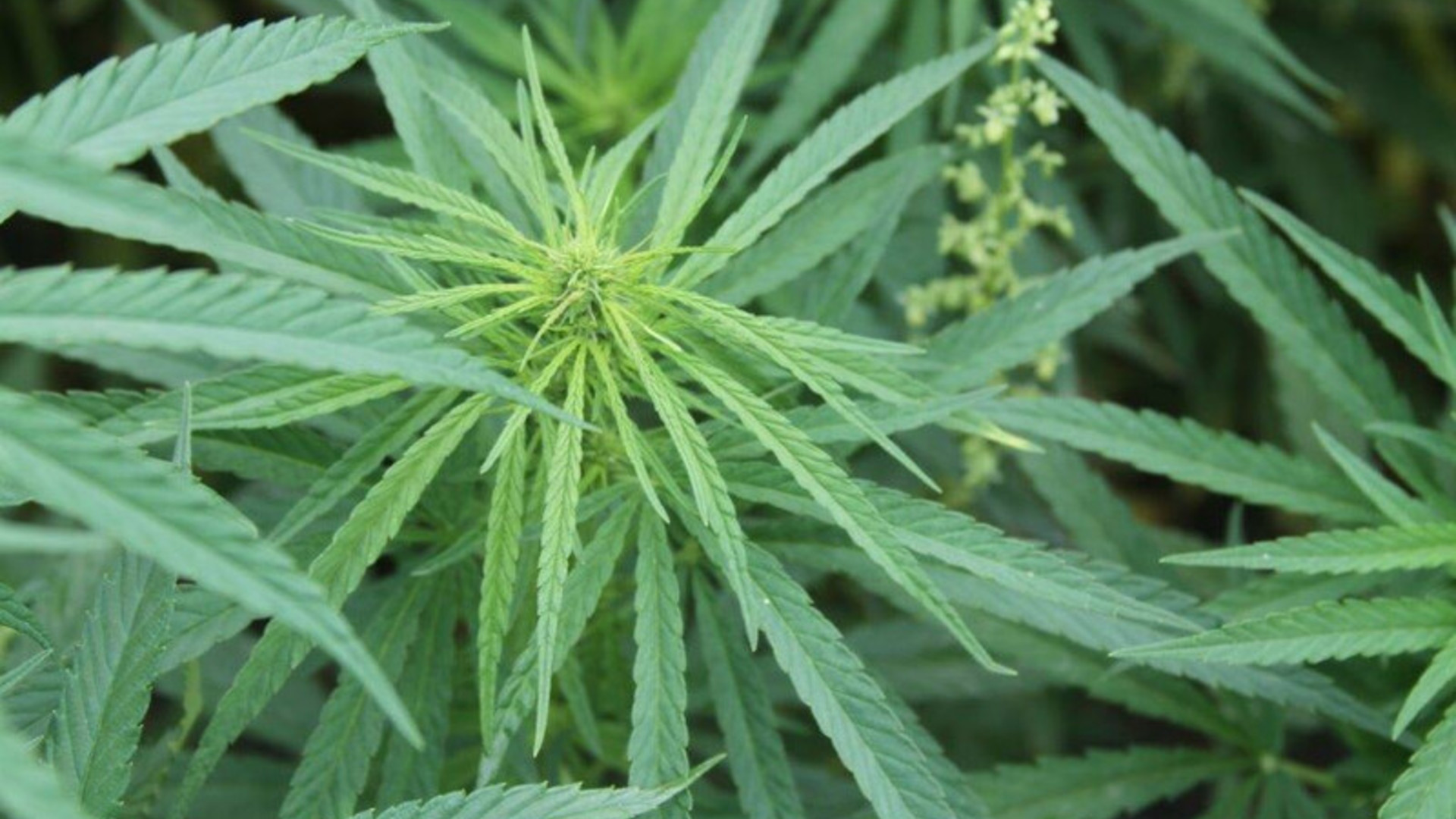 328 Percent Increase in U.S. Hemp Cultivation Acreage