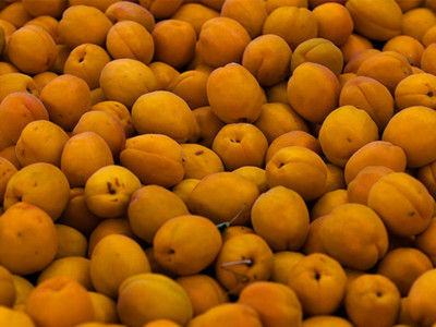 Apricot Production Down Pt 1