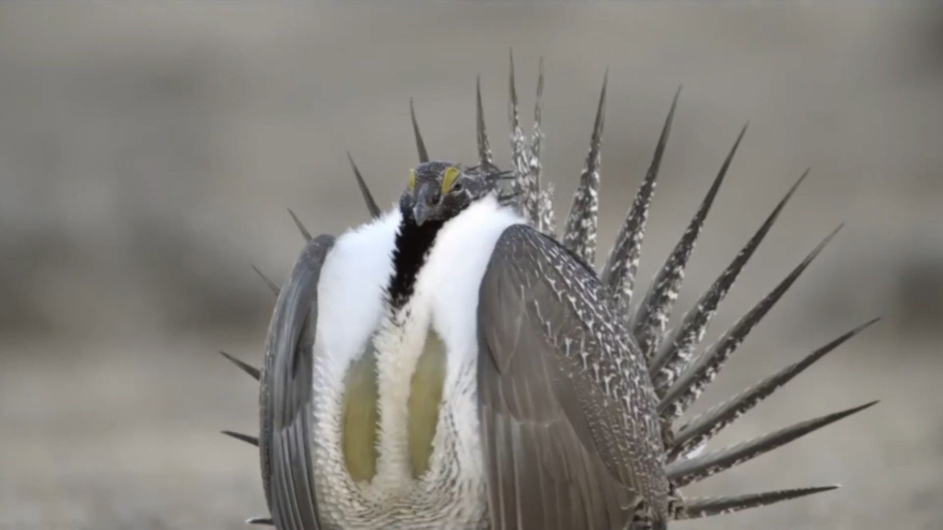 Livestock Groups Call Attention to Judicial Activism in Sage Grouse Case