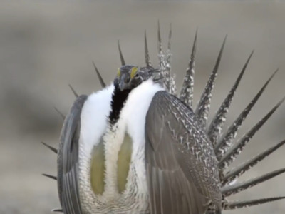 Livestock Groups Call Attention to Judicial Activism in Sage Grouse Case
