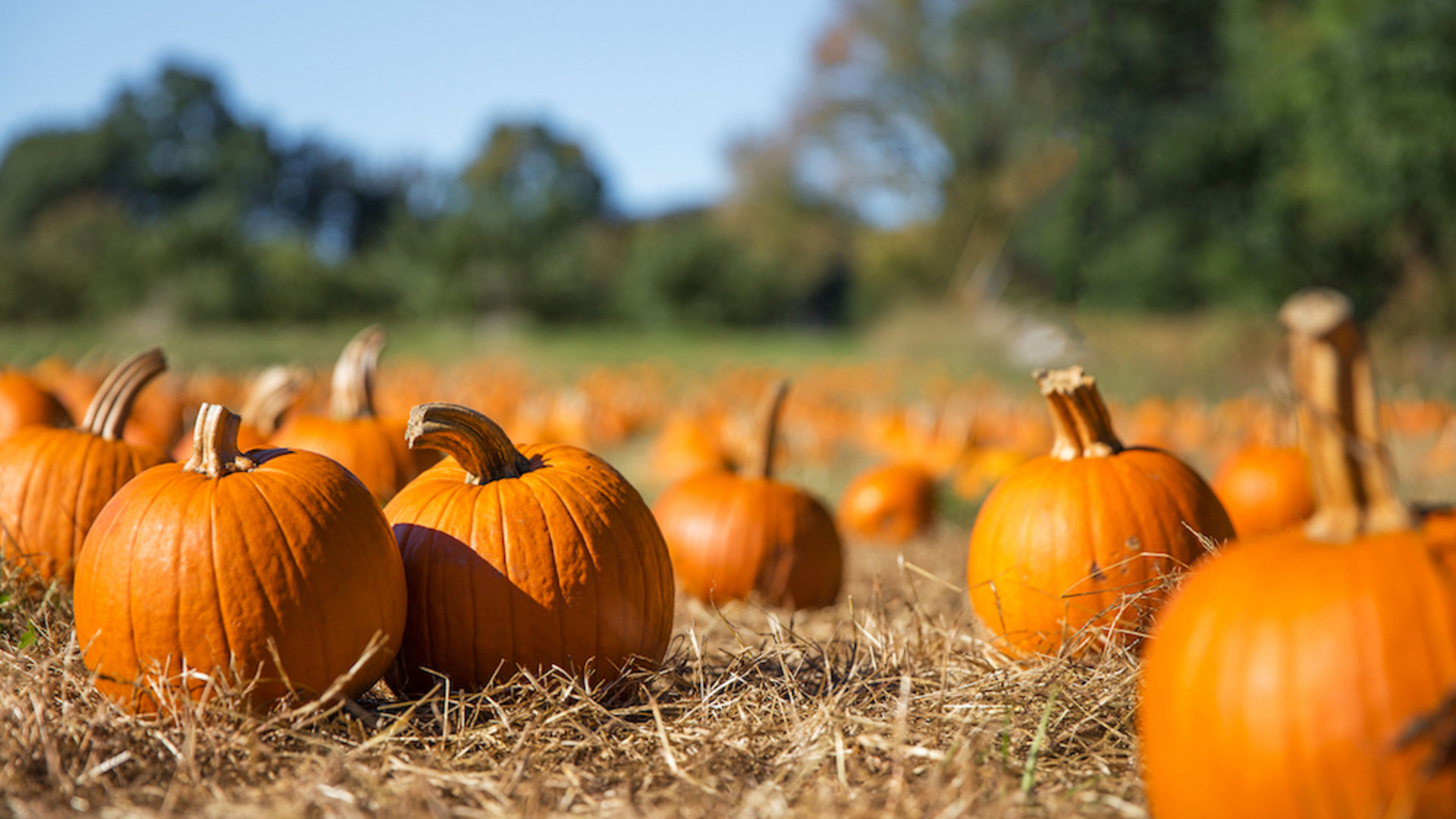 USDA Says Most U.S. Pumpkins Are Produced in 10 States