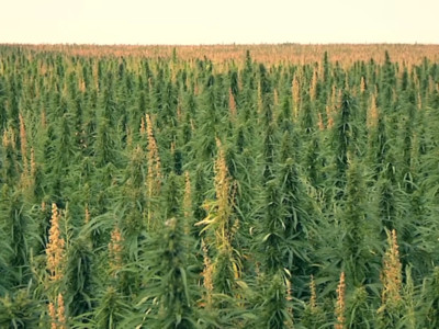 U.S. Hemp Survey: Poised to Become 4th Major Crop