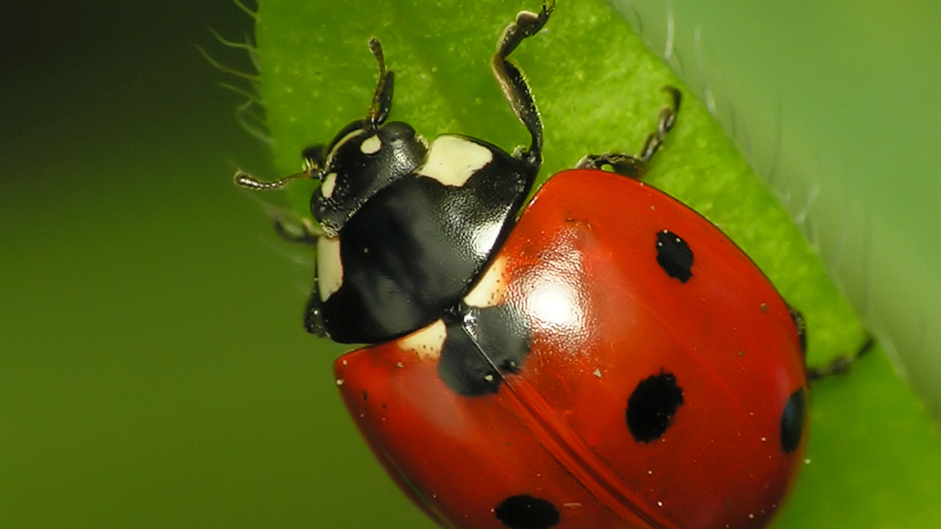 Ladybugs For Your Orchard Pt 1