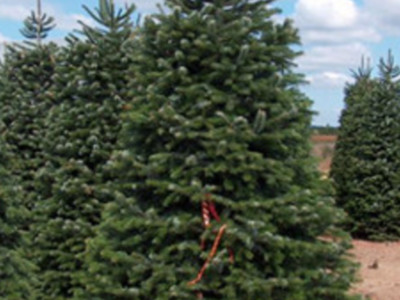 No Christmas Tree Shortage Pt 1