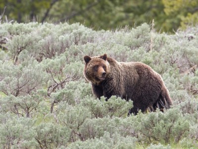 U.S. Wildlife Officials Agree to Grizzly Bear Review after Lawsuit