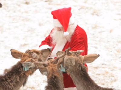 Santa Claus’ Official Veterinarian Okays Reindeer for Flight