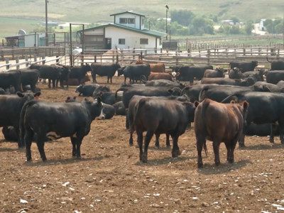 Cattle on Feed Report Reveals 2% More Cattle on Feed than 2018