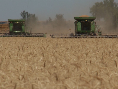 Wheat Could be Surprise Big Winner of the U.S.-China Trade Deal