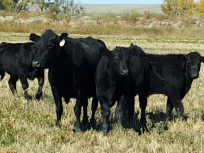 US Cattle Inventory Down Slightly