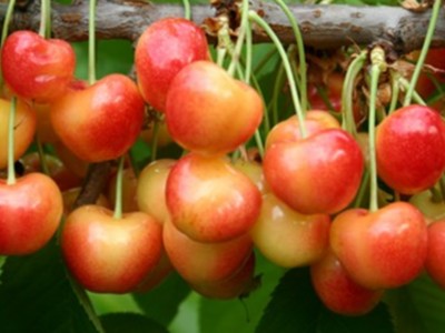 Cherries to India Pt 2