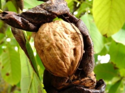 Ivanhoe Walnut Variety Strong Bearing Tree