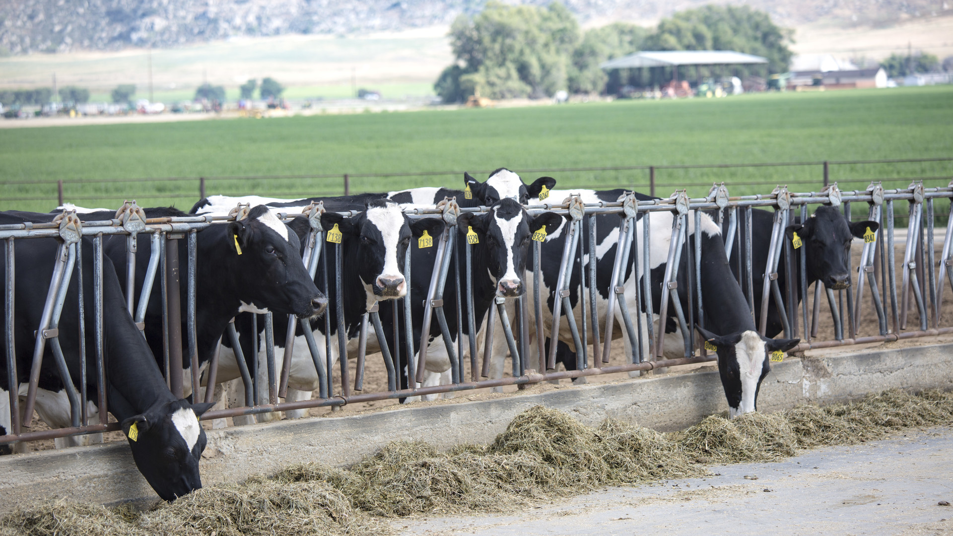 California Dairy Farms Reduce Environmental Footprint