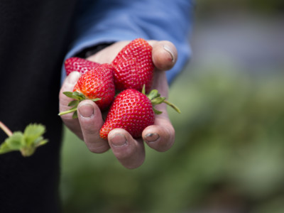 Strawberry Breeders Target Disease Resistance