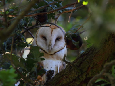 Barn Owls for Integrated Pest Management