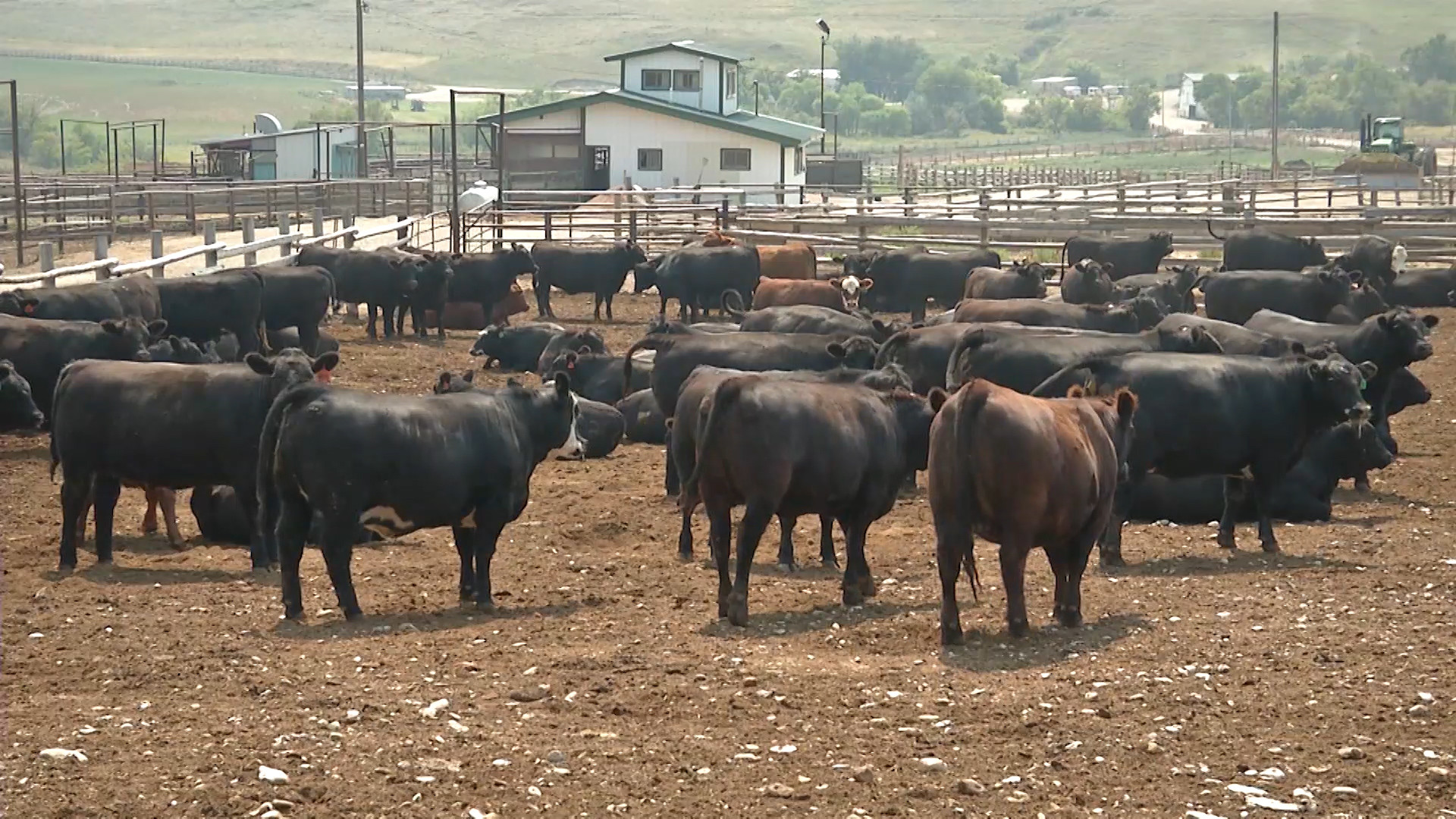 Another Black Swan Hits Cattle Markets