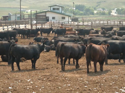 Another Black Swan Hits Cattle Markets