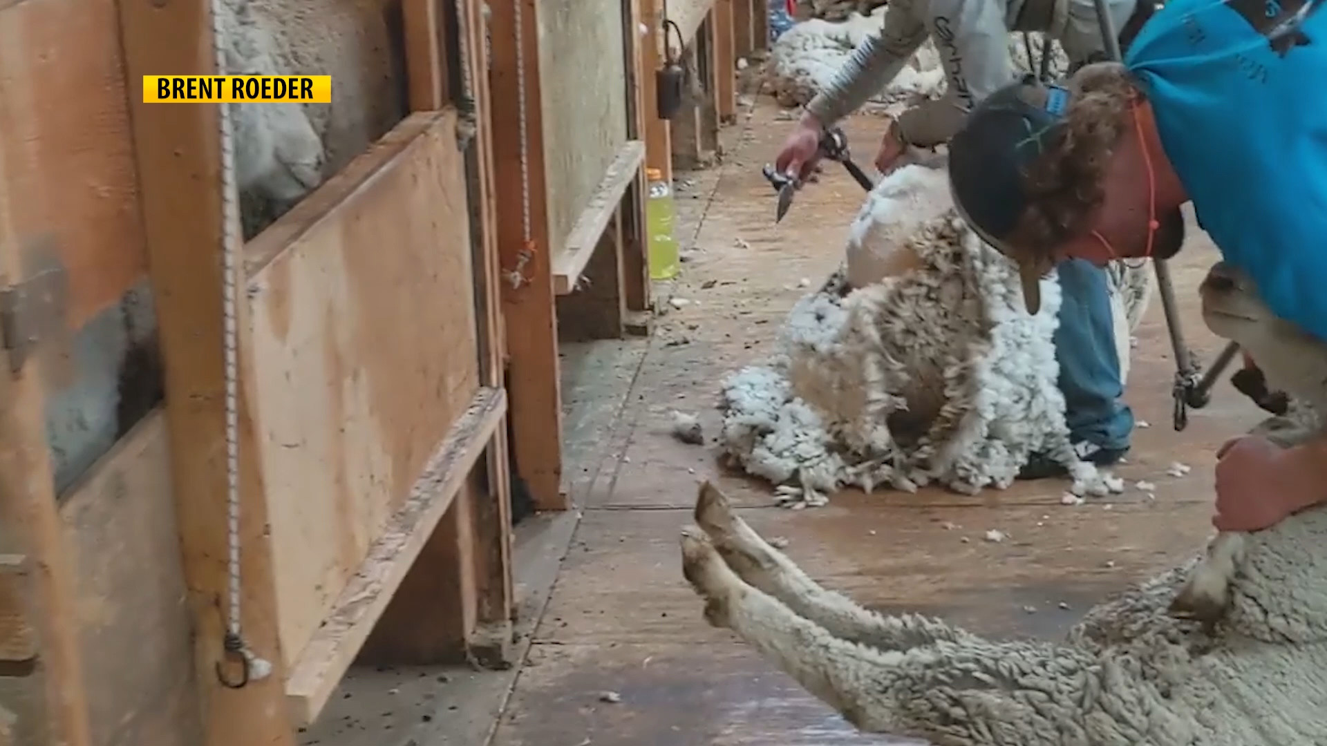 Wool Buyer Offers Advice on Shearing Day
