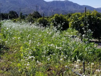 Cover Crops in Orchards