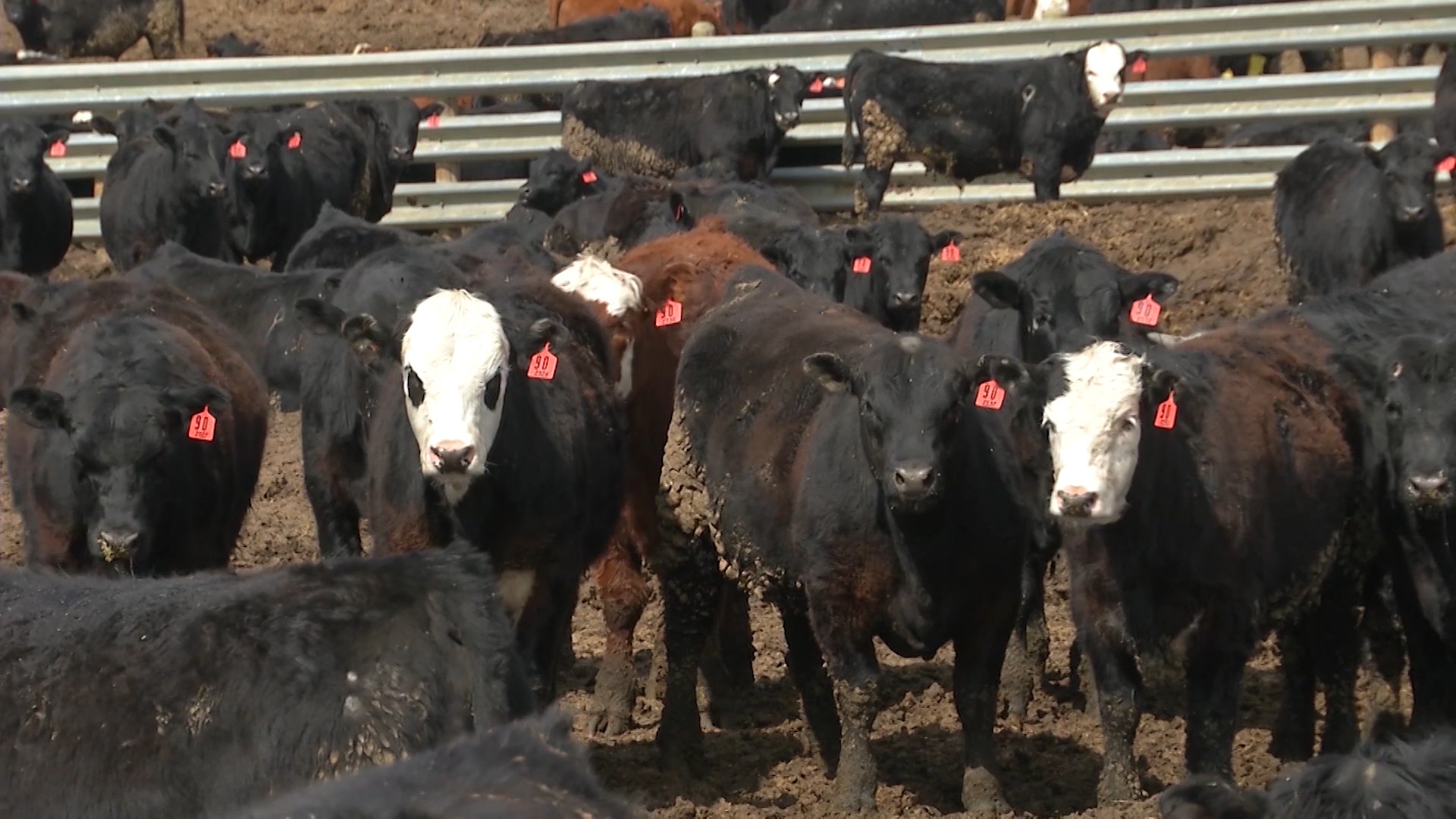 Coronavirus Hits Cattle Markets