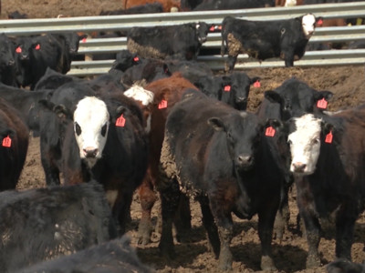 Coronavirus Hits Cattle Markets