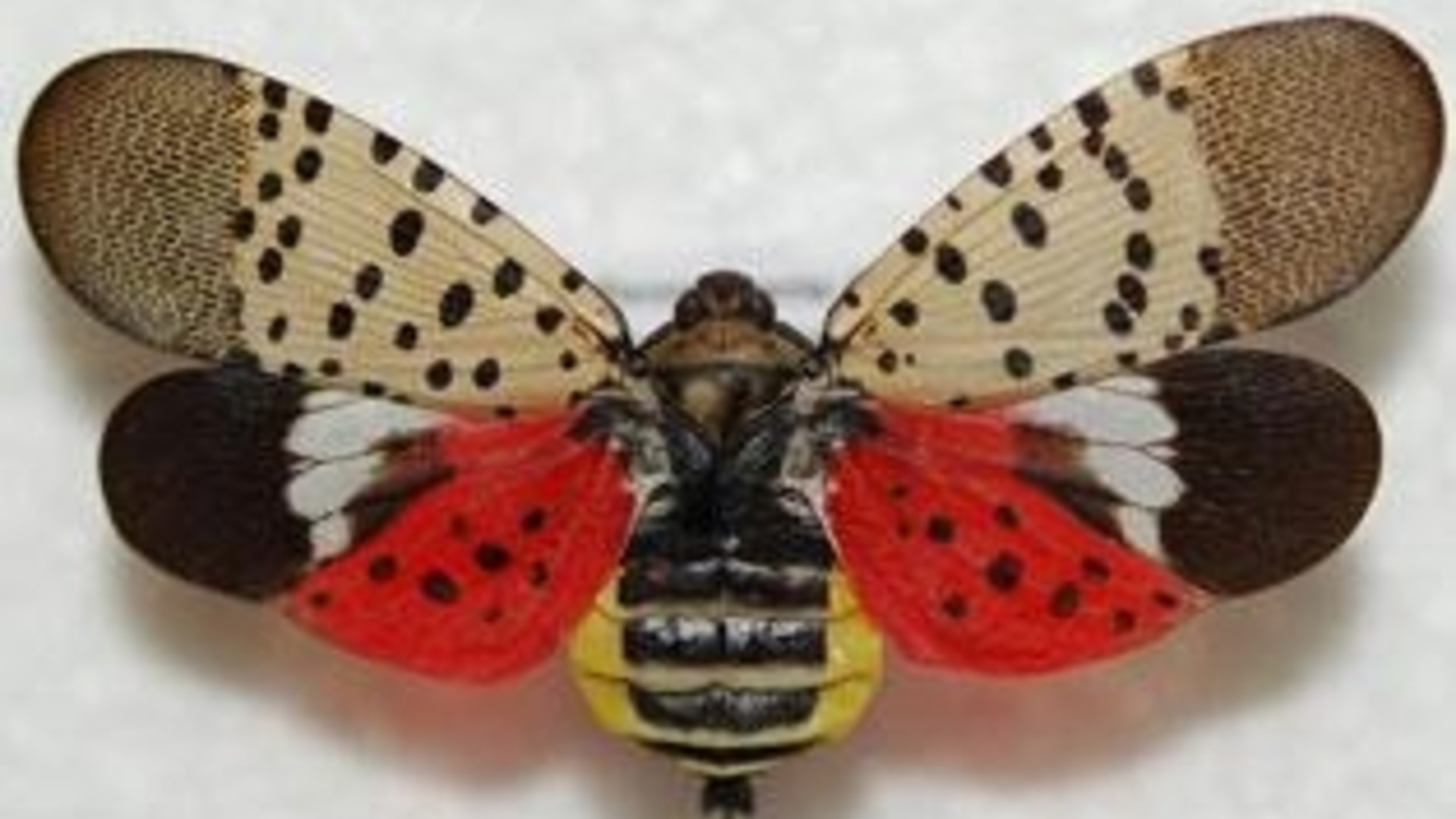 Keeping Spotted Lanternfly out of California