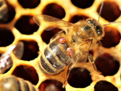 Honey Bee Threats Pt 1