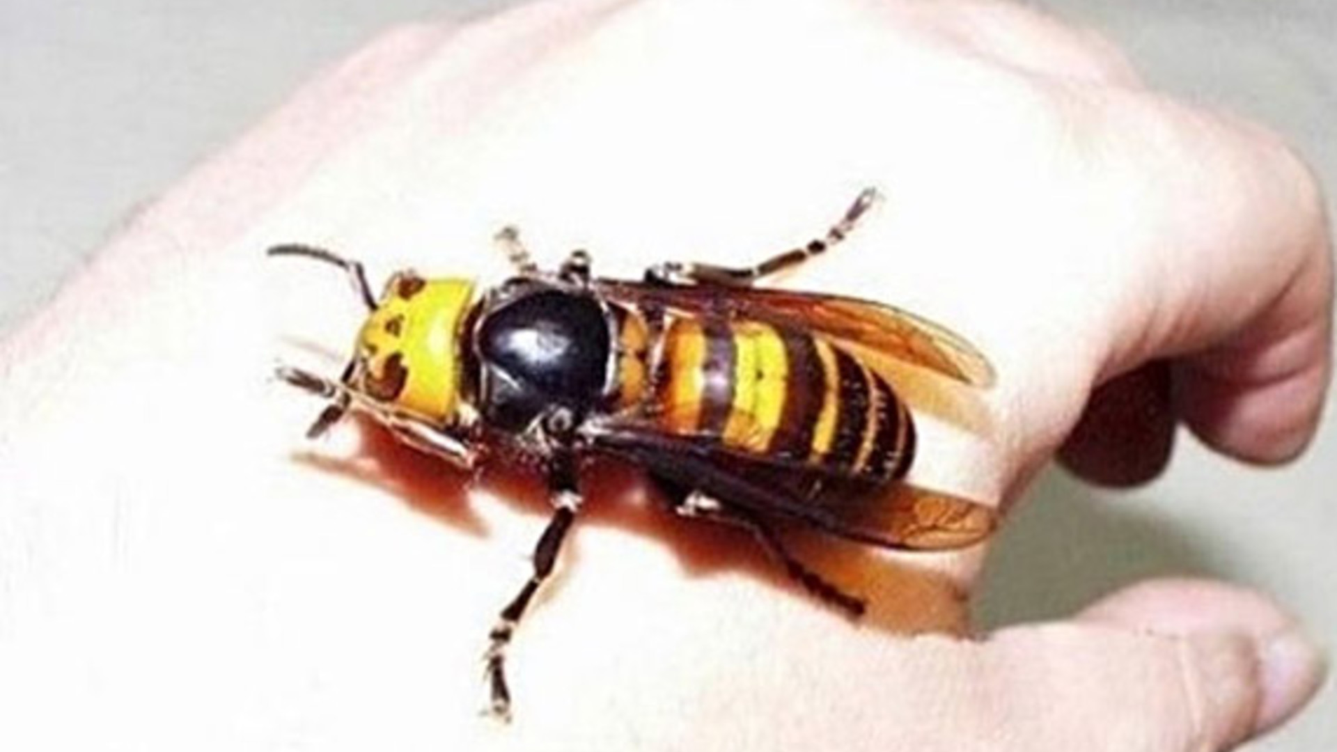 Honey Bee Threats Pt 2