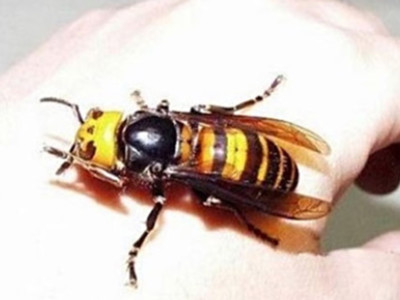 Honey Bee Threats Pt 2