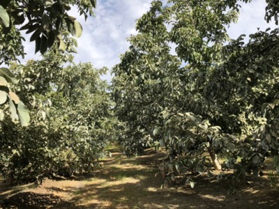 California Walnuts Are Poised for a New Season