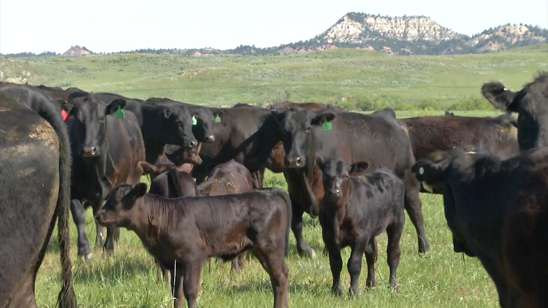 Trichomoniasis Can Cut a Calf Crop in Half