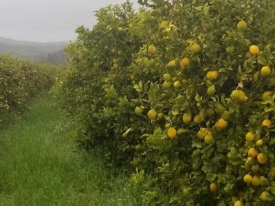 Lemons are Ready, but Markets are Not