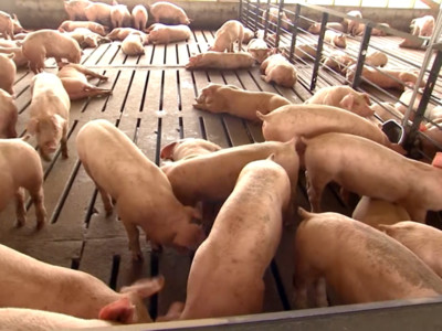 Hog Farmers Could Face $5 Billion Loss