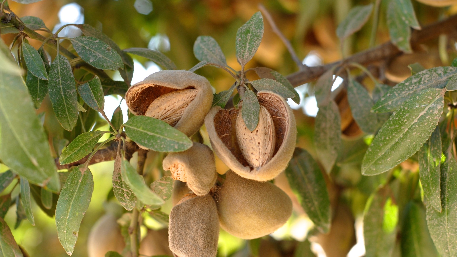 Breeding SelfFruitful Almond Varieties AG INFORMATION NETWORK OF THE WEST