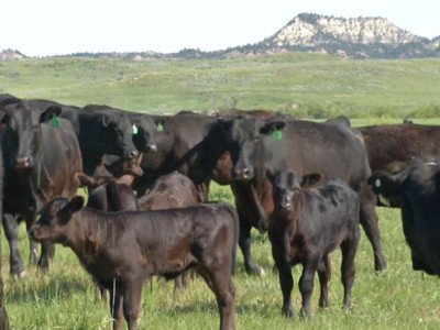 State Cattlemen's Associations Request Investigation into Cattle Markets