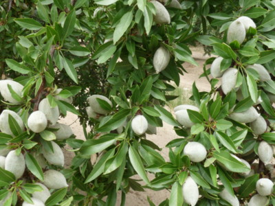 The Almond-Farming Season is Going Well, But There are Water Worries