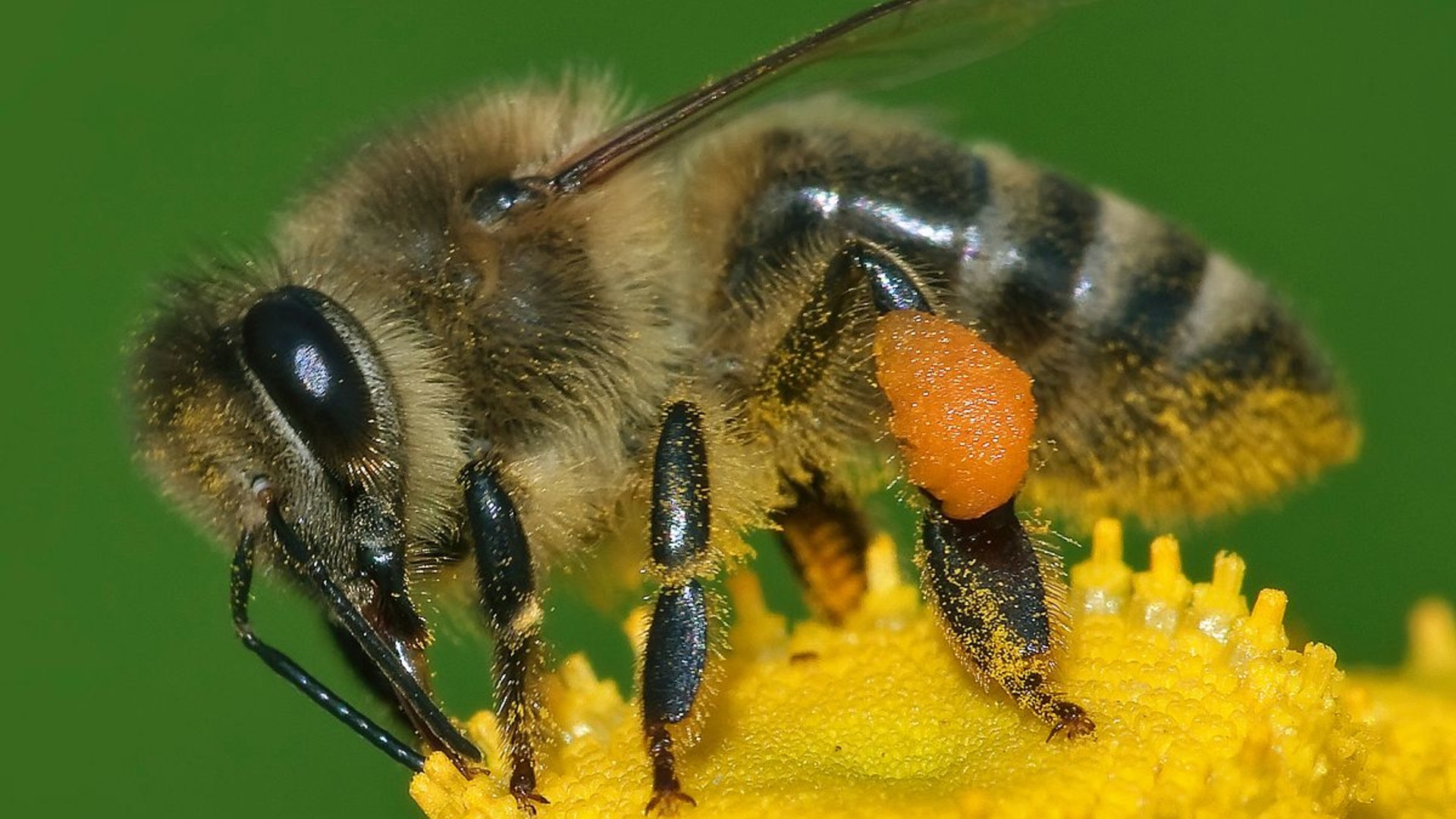 Honey Bee Research WSU Pt 3